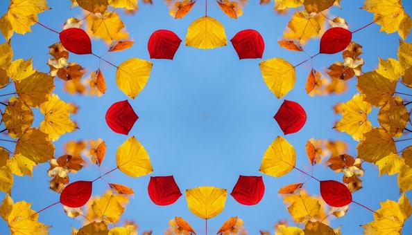黄と赤の紅葉模様 黄と赤の紅葉模様の写真