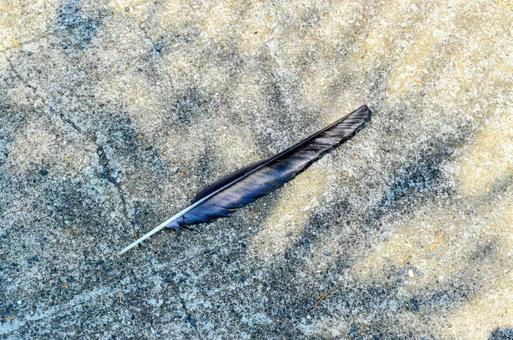 カラスの長羽根 カラスの長羽根 羽根,カラスの羽根,黒の写真素材