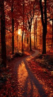 真紅のカエデの森と光の道筋 真紅のカエデの森と光の道筋の写真
