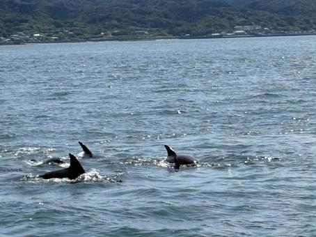 海を元気に泳ぐ野生のイルカたち 海を元気に泳ぐ野生のイルカたちの写真