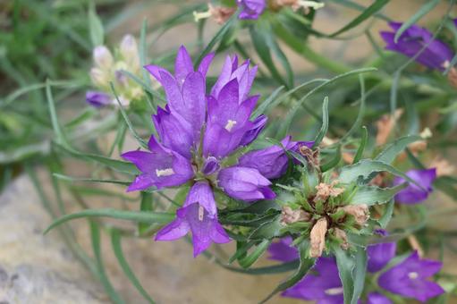 エドライアンツスセルビクスという紫色の花の写真