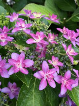 紫陽花 紫陽花の写真