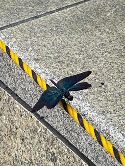 A beautiful dragonfly with shiny black-green wings, JPG