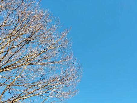 冬の青空横 冬空,2月,山林の写真素材