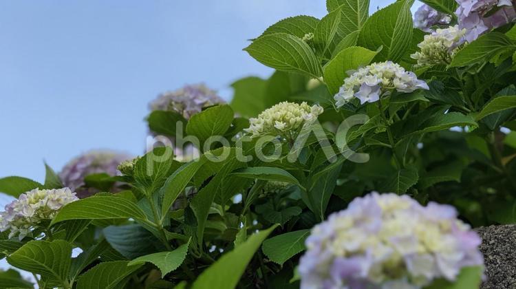梅雨の合間の晴れ あじさい,アジサイ,紫陽花の写真素材