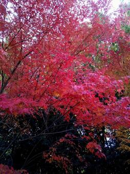 赤い紅葉 赤い紅葉の写真