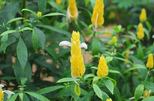 季節の花228 季節の花228の写真