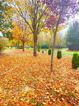 落ち葉に覆われる秋の公園 落ち葉に覆われる秋の公園の写真