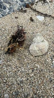 海辺のカニ3 カニ,新潟県,新潟の写真素材