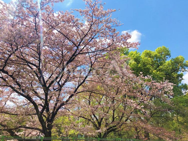 錦糸町周辺の桜 錦糸町,桜,綺麗の写真素材