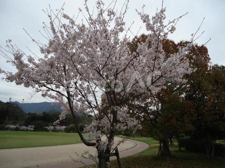 桜　さくら　サクラ さくら,しょくぶつ,サクラの写真素材