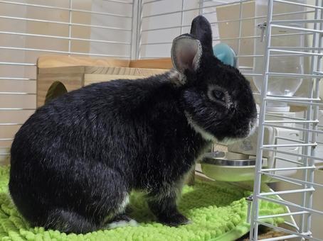 うさぎ　ブラックオター うさぎ,ウサギ,草食動物の写真素材