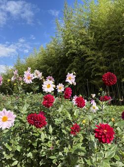 秋晴れのダリア畑 秋晴れのダリア畑 ダリア,花畑,秋空の写真素材