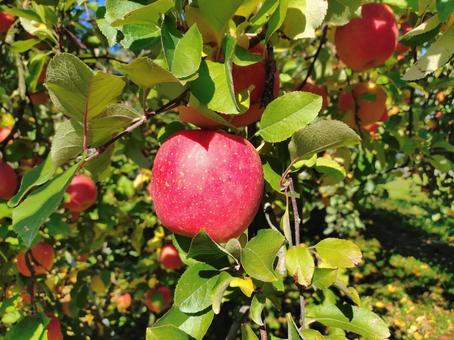 りんご リンゴ,果物,リンゴの木の写真素材
