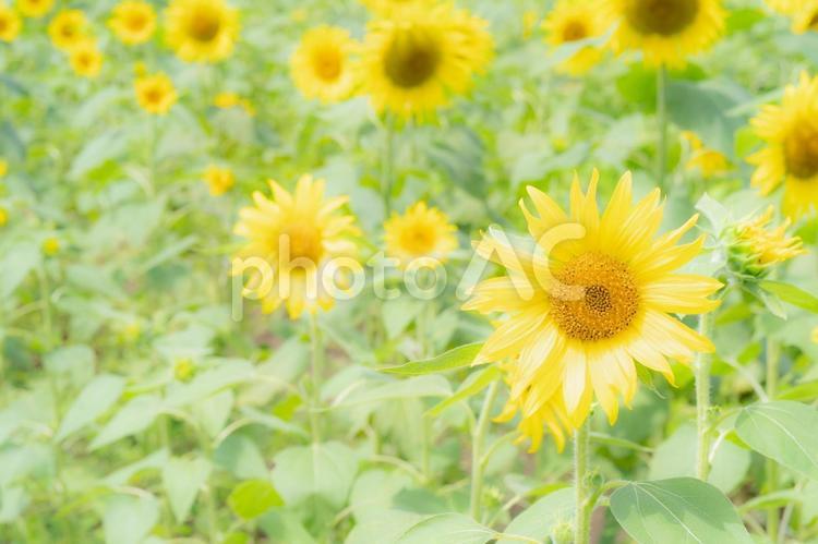 ふんわりとした感じのヒマワリ畑の風景 ヒマワリ畑,ひまわり畑,ひまわりの写真素材