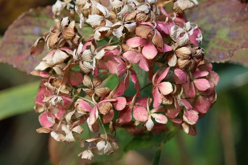 枯れかけのドライ風アジサイ アジサイ,紫陽花,秋色アジサイの写真素材