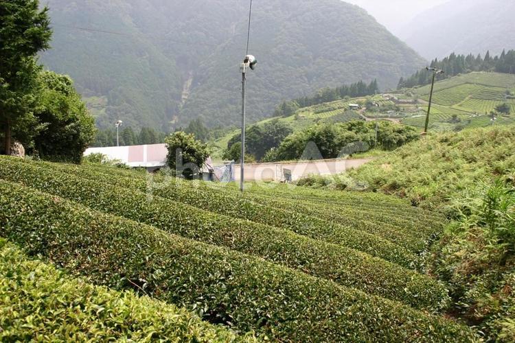 揖斐川町夏の茶畑 山の中腹,茶畑,古来茶の写真素材