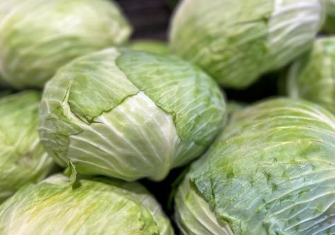 食材・野菜【キャベツ】 食材・野菜【キャベツ】 キャベツ,野菜,ベジタブルの写真素材
