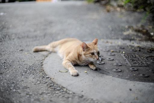 道に寝そべる猫 道に寝そべる猫 猫,動物,ネコの写真素材
