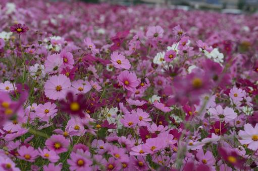 コスモス（安城市赤松町）の写真
