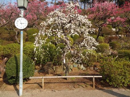 池上梅園の梅 池上梅園の梅の写真