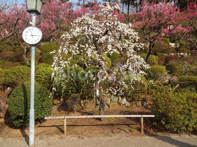池上梅園の梅 池上梅園,池上,梅園の写真素材