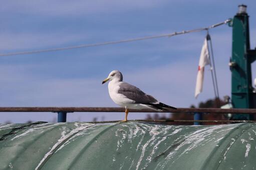 ウミネコ　 ウミネコ,海鳥,水鳥の写真素材