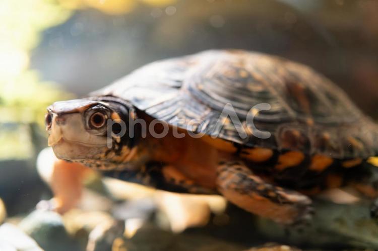 泳ぐキボシイシガメ キボシイシガメ,カメ,かめの写真素材