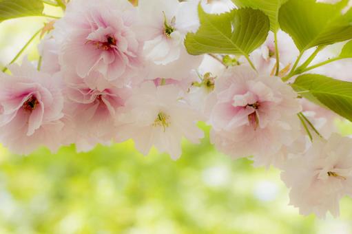 八重桜 八重桜の写真