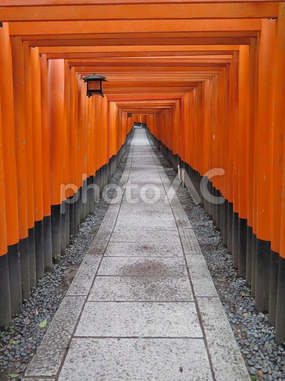 伏見稲荷の千本鳥居（縦画像） 京都,イメージ,伏見稲荷の写真素材