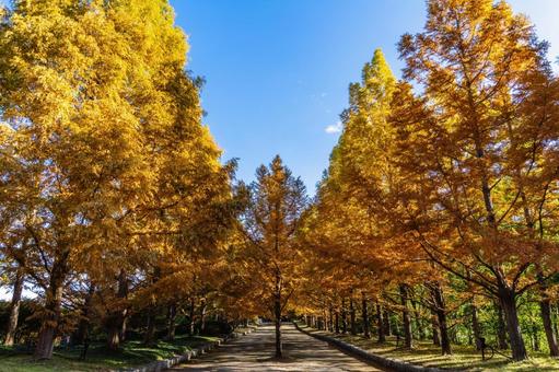 神戸市立森林植物園　メタセコイア並木 兵庫県,神戸市,北区の写真素材