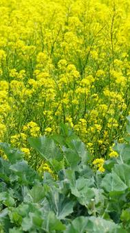 Rape blossoms and green [Contrast] Vertical, JPG