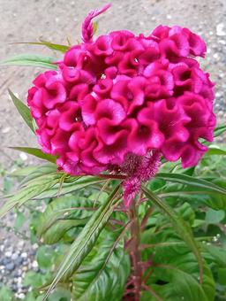 ケイトウ ケイトウ 鶏頭,トサカゲイトウ,花の写真素材