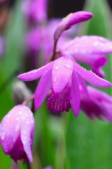 5月上旬の庭の雨上がりのシランの花 5月上旬の庭の雨上がりのシランの花の写真