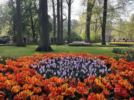 キューケンホフ公園 キューケンホフ公園 キューケンホフ,チューリップ,アムステルダムの写真素材