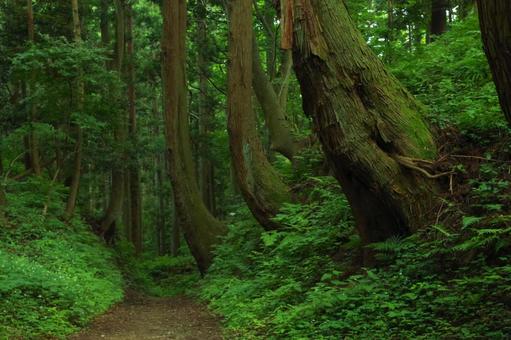 山道 山道の写真