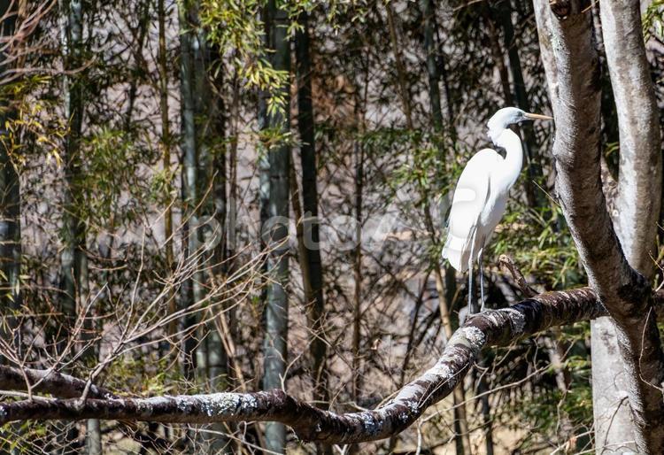 茨城袋田の滝付近の枯れ木で休む白いサギ ダイサギ,サギ,野鳥の写真素材