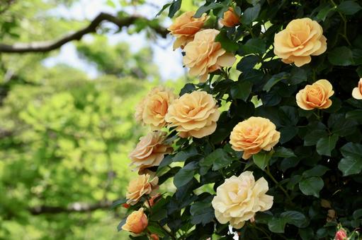 Photo, rose, roses, yellow, 