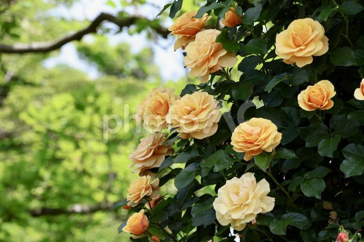 黄色いバラ 薔薇,バラ,ばらの写真素材