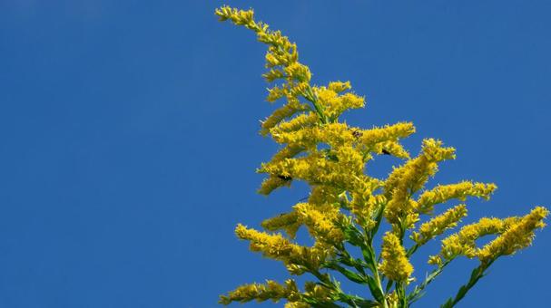 秋晴れの空に咲くセイタカアワダチソウの写真