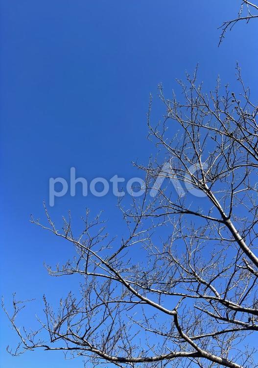 青空と枯れた木の枝 空,青空,きれいの写真素材