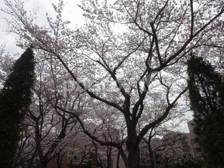 曇り日の桜-1 曇り日,空,雲の写真素材