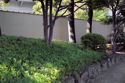 オカメザサの植え込み オカメザサの植え込み オカメザサ,植物,植え込みの写真素材