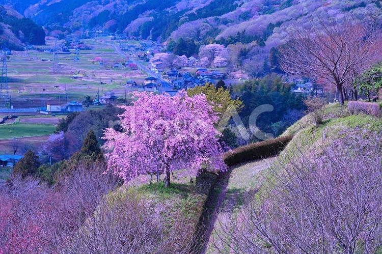 桜（栃木皆川城址） 桜,春,さくらの写真素材