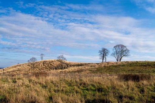 枯れた丘と原野に佇む裸木と青空の筋雲 丘,草原,初冬の写真素材