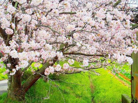 春~桜の木 春~桜の木の写真