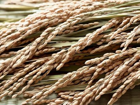 稲穂　畳背景の写真