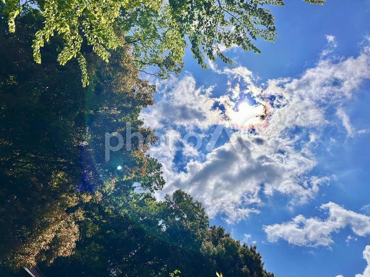 森林浴② 太陽,5月,天気の写真素材