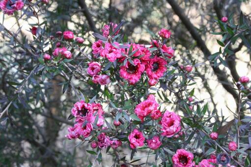 ギョリュウバイ・御柳梅　咲く風景 ギョリュウバイ,花木,鮮やかの写真素材