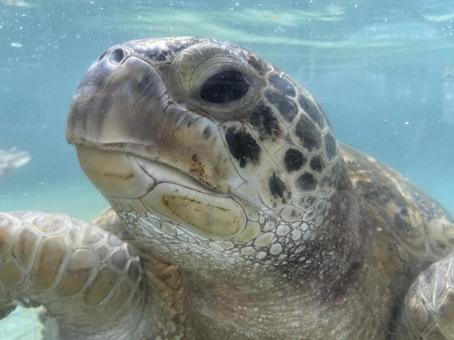 アオウミガメ アオウミガメ アオウミガメ,カメ,水族館の写真素材